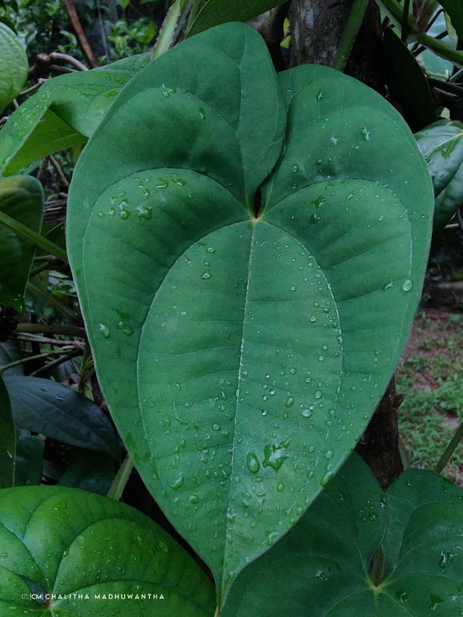 Dioscorea alata L.
